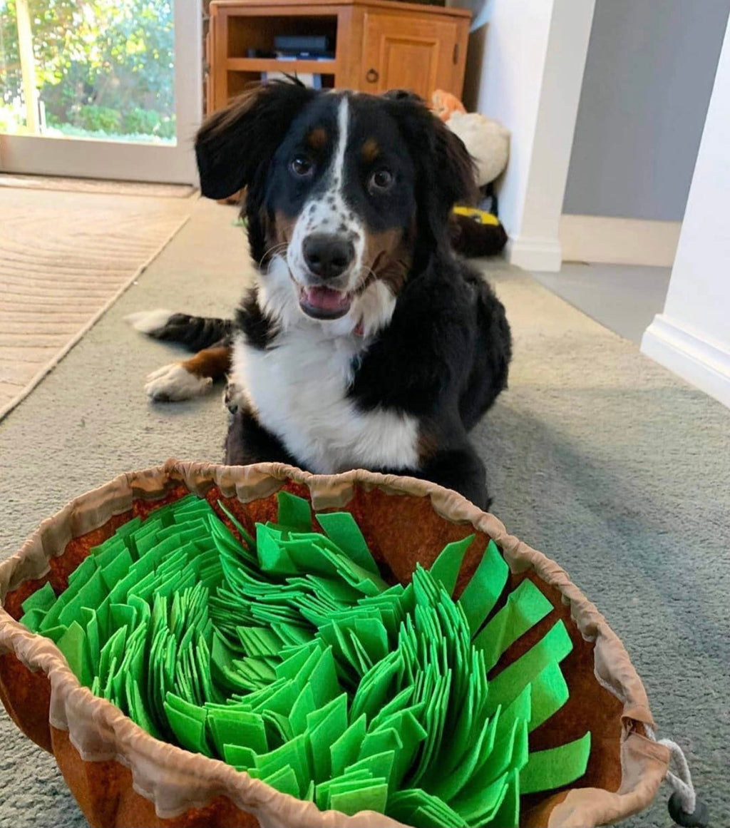 Dog sitting on a carpeted floor with the green and brown slow feeder pet toy in front of it.