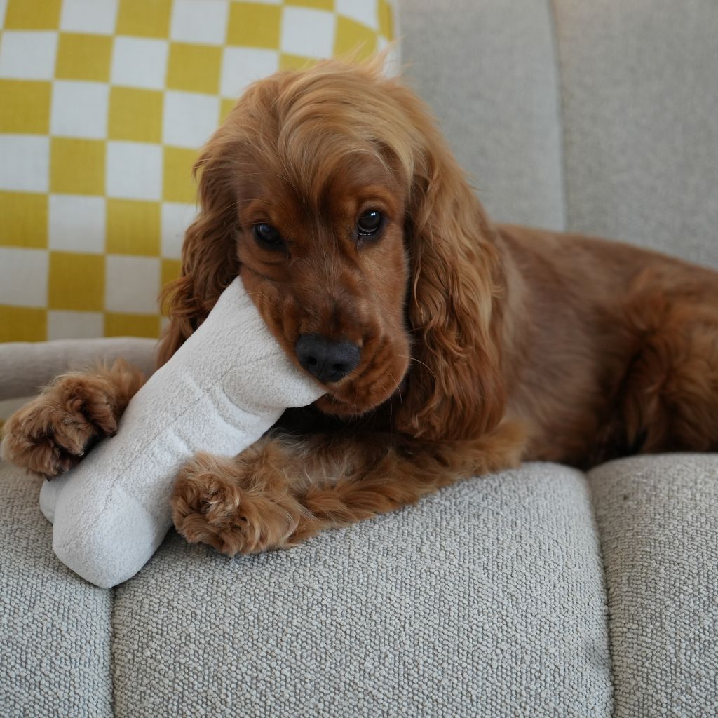 Bone Squeaker Toy